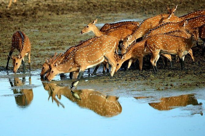 Shore Excursion Hambantota Port to Yala Safari and Come back(All Inclusive) - An In-Depth Look at the Yala Safari Excursion