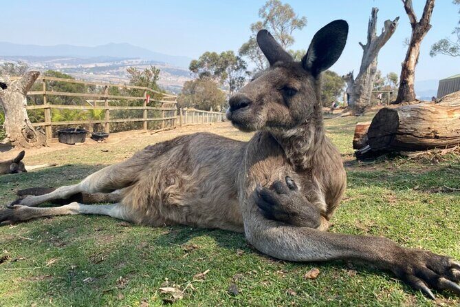 Shore Excursion: Hobart Highlights Day Tour - FAQ