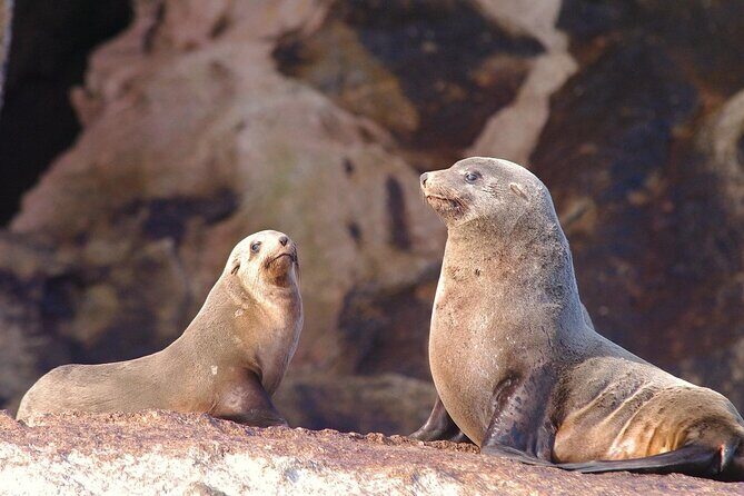 Shore Excursion: Hobart's Best In Half A Day - FAQs