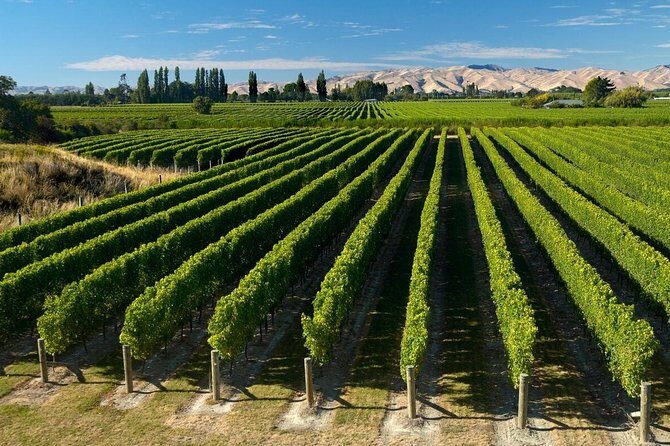 Shore Excursion Marlborough Wine Region Tour from Picton - Key Points