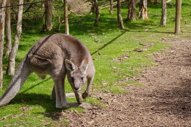 Shore Excursion Melbourne, Sights, Kangaroos, Koalas Lunch & Wine - A Closer Look at the Tour Experience