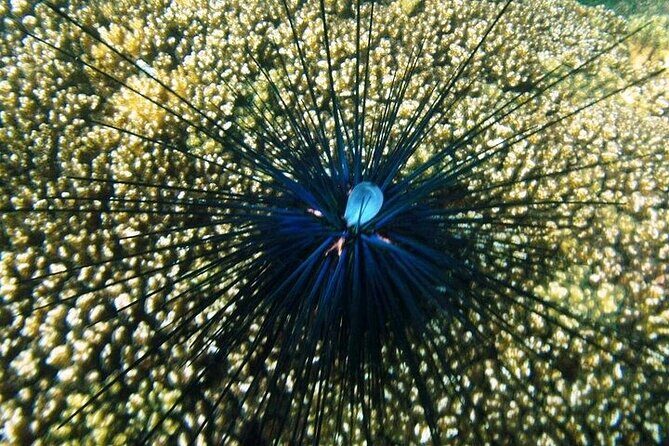 Shore Excursion Premium Family Snorkeling Experience - A Detailed Look at the Snorkeling Adventure