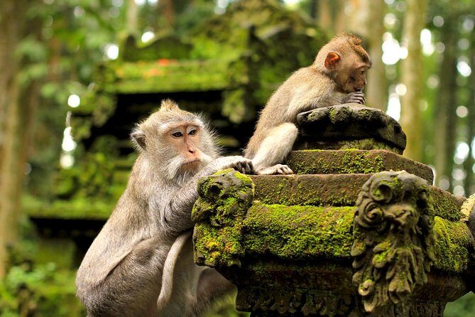 Shore Excursion : Private Tours To Ubud Art village And Surrounding Area - The Sum Up