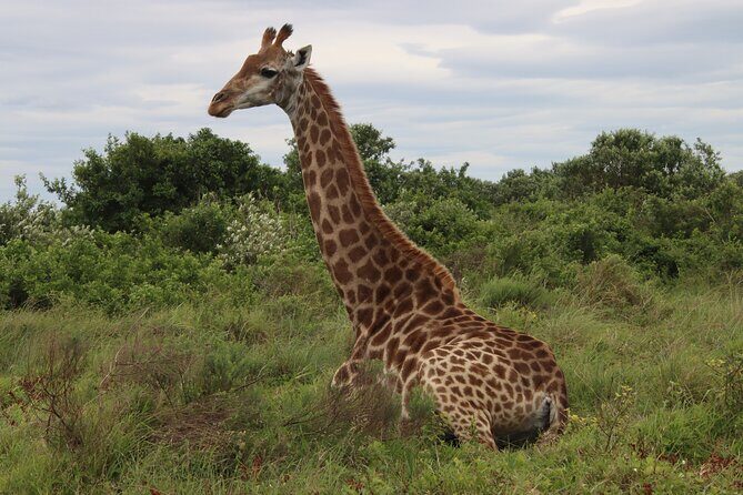 Shore Excursion Richards Bay Big 5 Safari Experience - Key Points