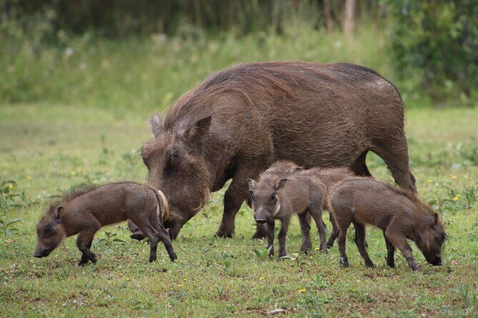 Shore Excursion Richards Bay Big 5 Safari Experience - Who Will Enjoy This Safari Most?