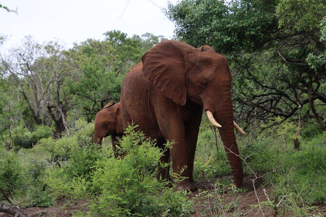 Shore Excursion Richards Bay Big 5 Safari Experience - FAQ