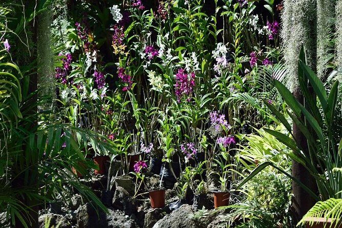 Shore Excursion-Wonders of Nadi Sightseeing Tour-Temple,Gardens,Markets&Shopping - What Makes This Tour Stand Out?