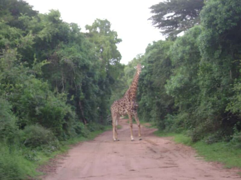 Shore Excursions to Hluhluwe-iMfolozi Park, KwaZulu-Natal - Key Points
