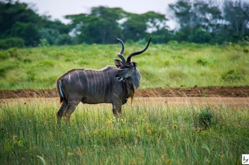 Shore Excursions to Hluhluwe-iMfolozi Park, KwaZulu-Natal - Starting the Day: From Richards Bay to the Heart of Zululand