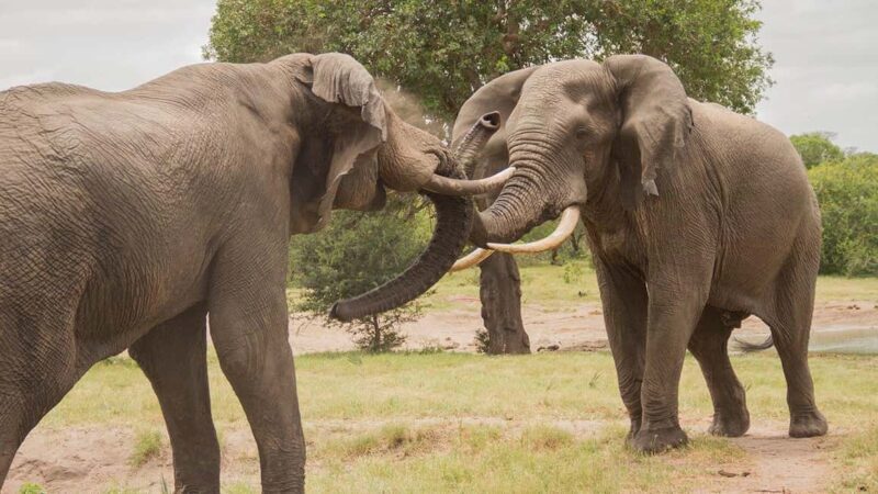 Shore Excursions to Hluhluwe-iMfolozi Park, KwaZulu-Natal - Wildlife Encounters: The Big 5 and Beyond