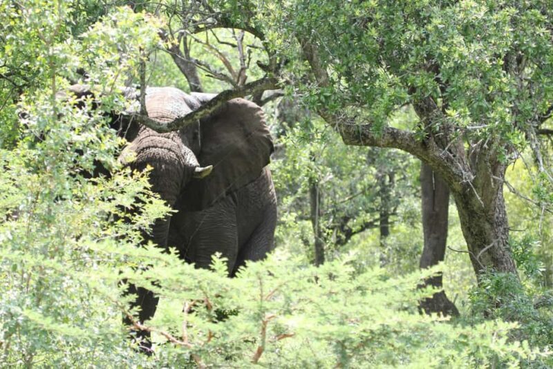 Shore Excursions to Hluhluwe-iMfolozi Park, KwaZulu-Natal - Conservation and Cultural Significance