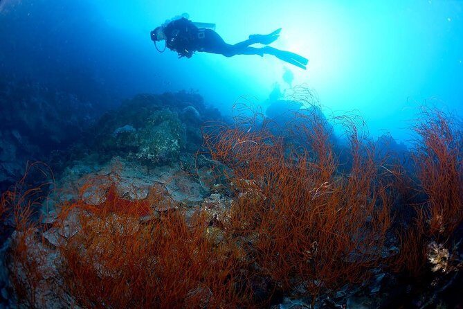 Shore PADI SCUBA Advanced Open Water Course - Practical Details and Tips