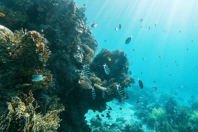 Shore Snorkeling - Two hours - Exploring the Itinerary: What to Expect