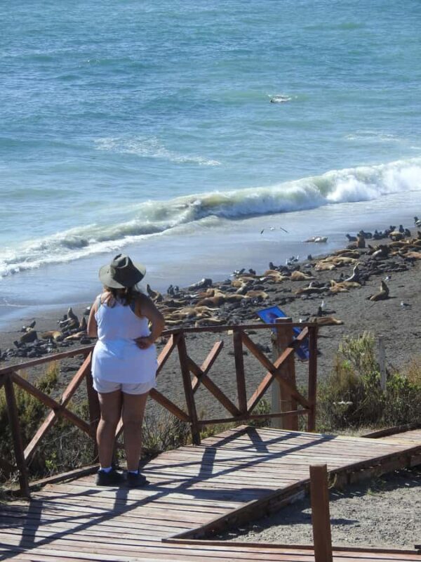 Shore Tours Peninsula Valdes Puerto Madryn Cruise Passengers - Wildlife Encounters – What to Expect
