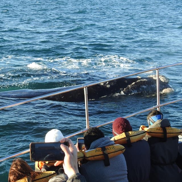 Shore Tours Peninsula Valdes Puerto Madryn Cruise Passengers - Pricing & Value