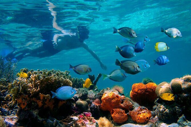 Short Excursion 4-Hour Party Catamaran and Snorkeling - What Travelers Are Saying