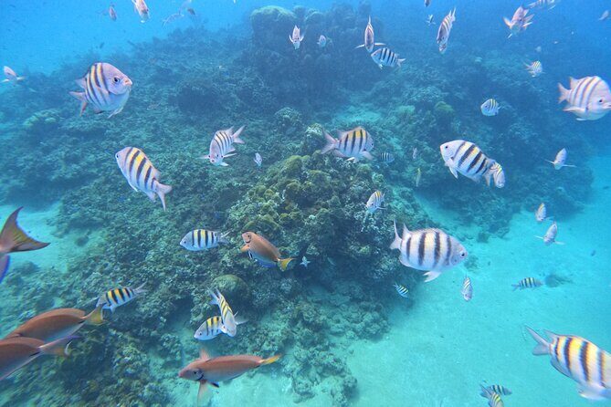 Short Excursion 4-Hour Party Catamaran and Snorkeling - Who Should Consider This Tour?