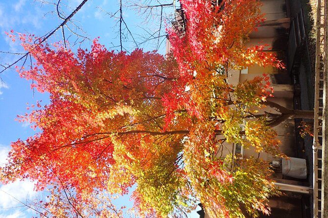 Short Morning Cycling Tour in Hida - Who Would Enjoy This Tour?