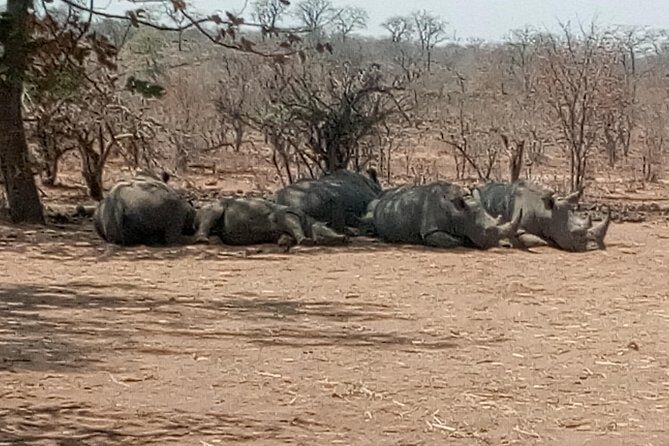 Short Rhino safari walk. - The Details of the Rhino Walk Experience