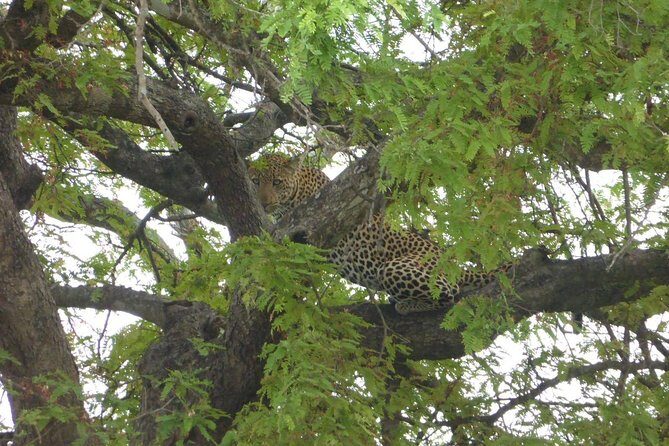 Short Safari from Dar es Salaam to Mikumi National Park - 2 Days - Key Points