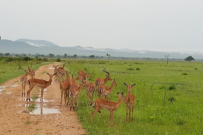 Short Safari from Dar es Salaam to Mikumi National Park - 2 Days - The Itinerary in Detail: What to Expect