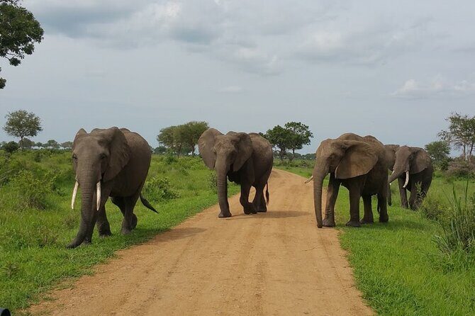 Short Safari from Dar es Salaam to Mikumi National Park - 2 Days - Transportation and Comfort