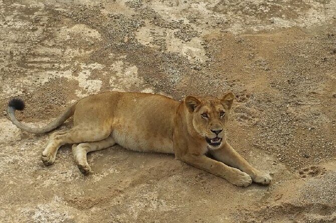 Short Safari from Dar es Salaam to Mikumi National Park - 2 Days - Pricing and Value