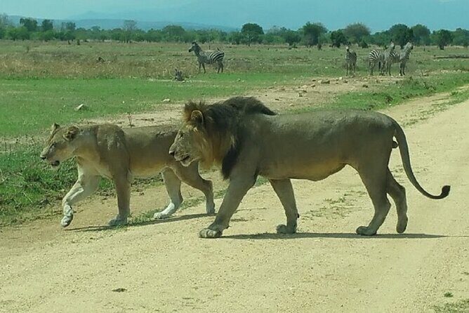 Short Safari from Dar es Salaam to Mikumi National Park - 2 Days - The Sum Up: Is It Worth It?