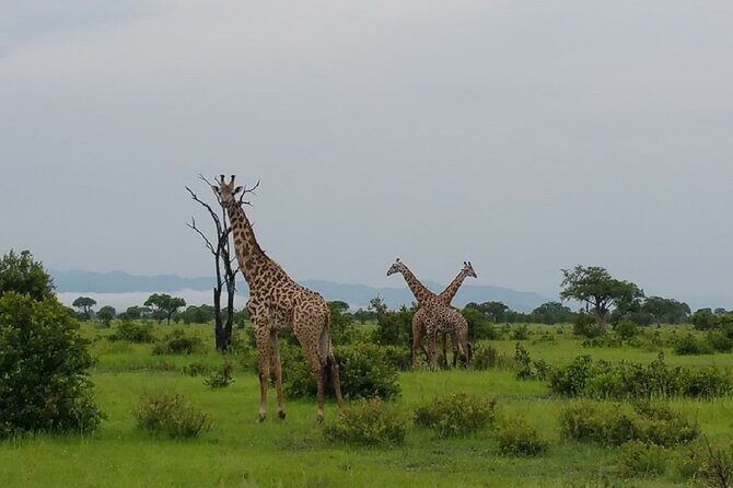 Short Safari from Dar es Salaam to Mikumi National Park - 2 Days - FAQ
