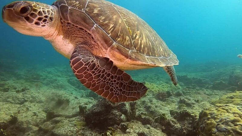 Short Snorkeling Trip - Key Points