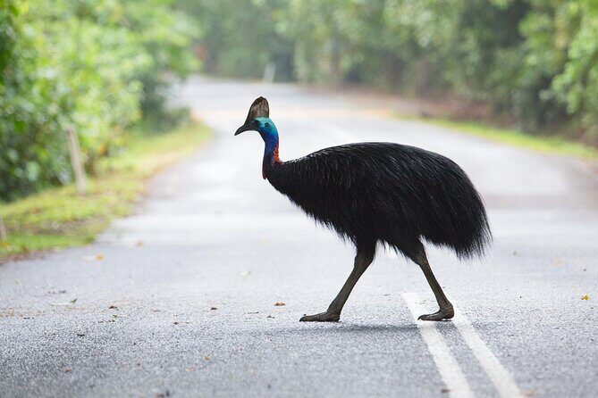 Shuttle Bus Transfer - Kuranda TO Cairns City - Who Is This Shuttle Best For?