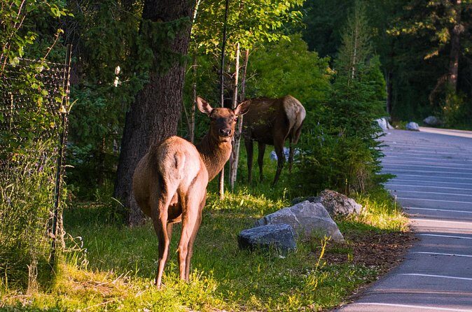 Shuttle Service between Canmore, Banff, Moraine Lake, Lake Louise - Who Will Appreciate This Tour?