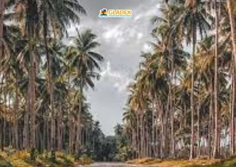 Siargao: Land Tour - Key Points