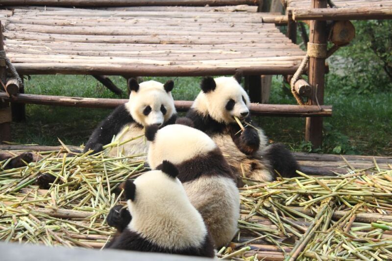 Sichuan: Big Panda Volunteer Day tour - Final Thought
