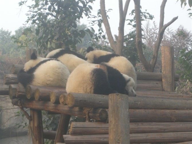 Sichuan: Big Panda Volunteer Day tour - FAQs