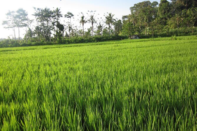 Sidemen Trekking with Cultural Encounters and Nature Views - Exploring Balis Heart: A Detailed Look at the Tour