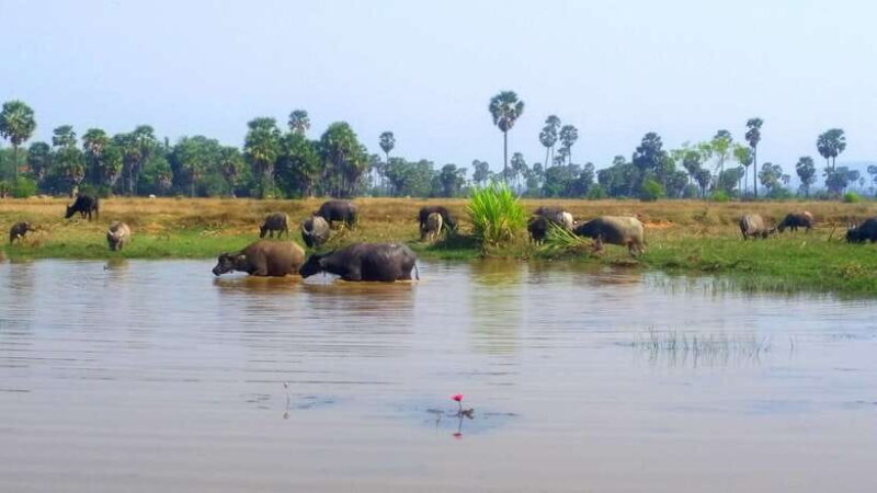 Siem Reap: 6-Hour Easy Rider Motorbike Tour - The Sum Up