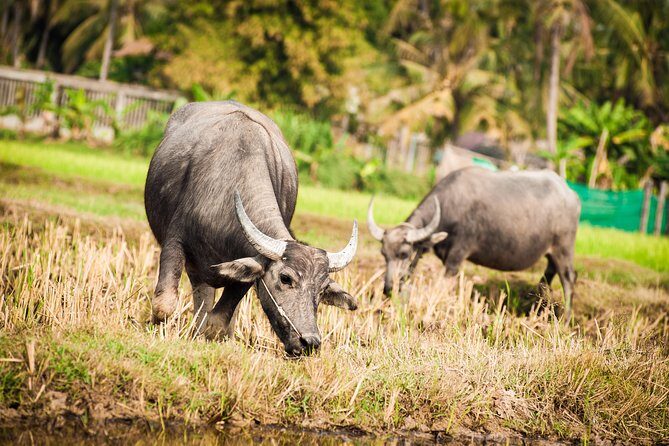 Siem Reap Countryside Guided Tour by Bike and E-Bike with Snacks - Analyzing the Value