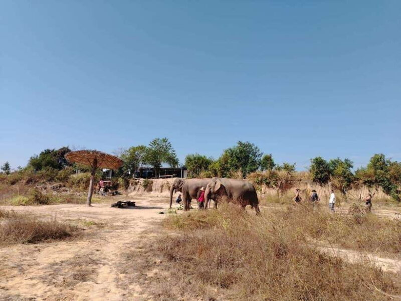 Siem Reap: Elephants & Apopo Rat Demining Private Trip - Key Points