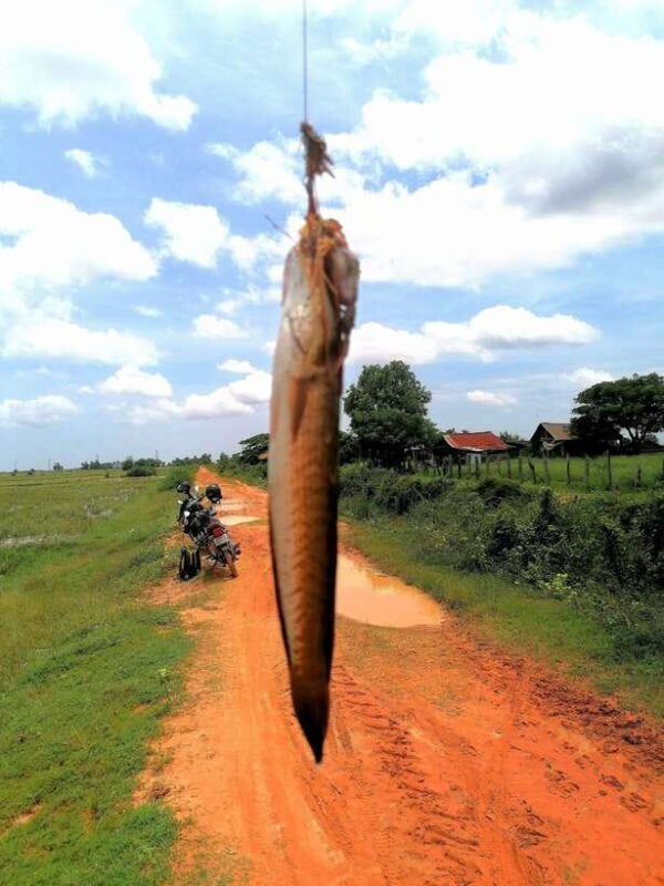 Siem Reap: Fishing in the rice fields, in the villages of Siem Reap - FAQ