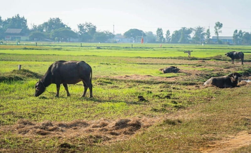 Siem Reap: Guided Countryside Bike Tour - Cycling Through Cambodia’s Countryside