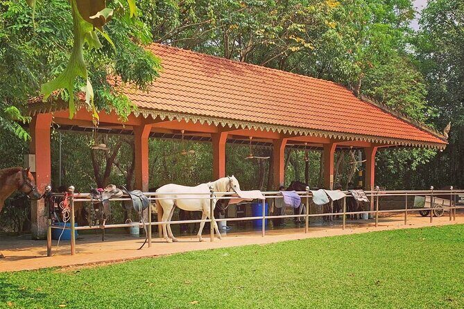 Siem Reap Happy Horse Riding - About the Farm and Setting