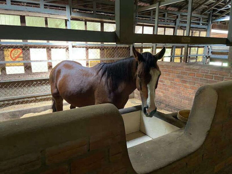 Siem Reap Happy Horse Riding Free Pick-up & Drop-off - An Overview of the Siem Reap Happy Horse Riding Tour