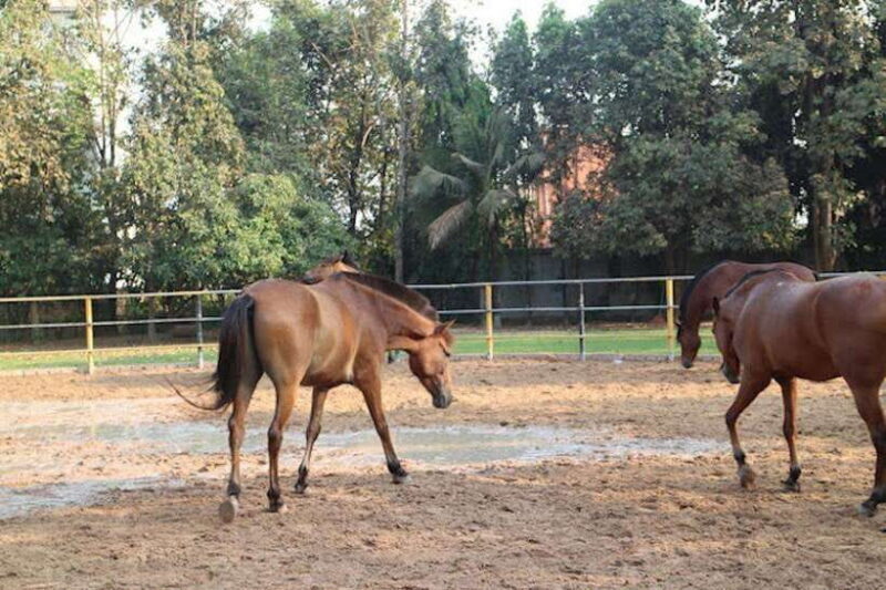 Siem Reap Happy Horse Riding Free Pick-up & Drop-off - Authentic Moments & Traveler Insights
