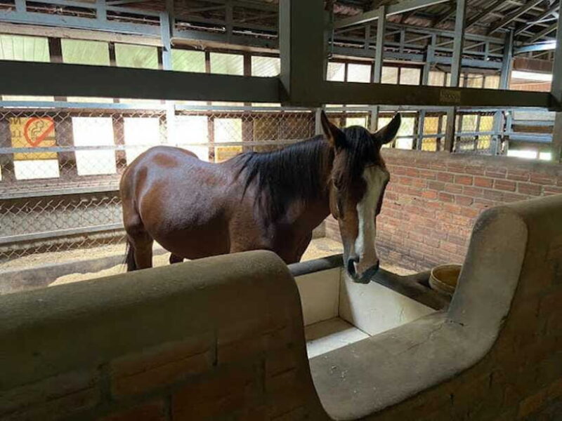 Siem Reap Happy Horse Riding Free Pick-up & Drop-off - Why This Tour Matters for Travelers