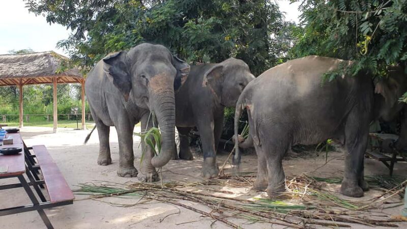 Siem Reap: Kulen Elephant Forest Guided Tour - Key Points