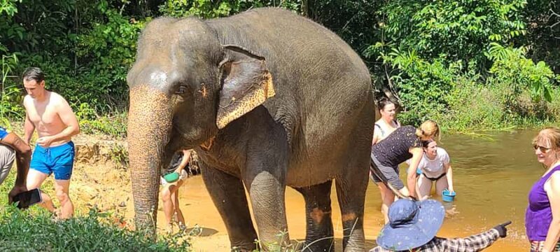 Siem Reap: Kulen Elephant Forest Guided Tour - Analyzing Value and Suitability