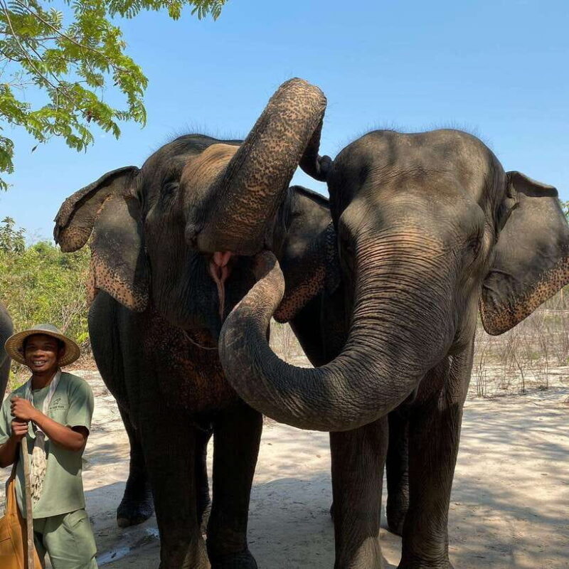 Siem Reap: Kulen Elephant Forest & Tonlesap Lake - An Honest Look at the Experience