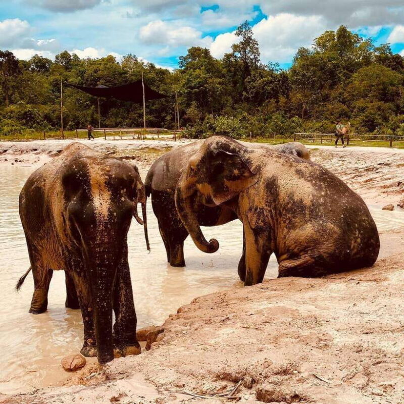 Siem Reap: Kulen Elephant Forest & Tonlesap Lake - Why This Tour Stands Out