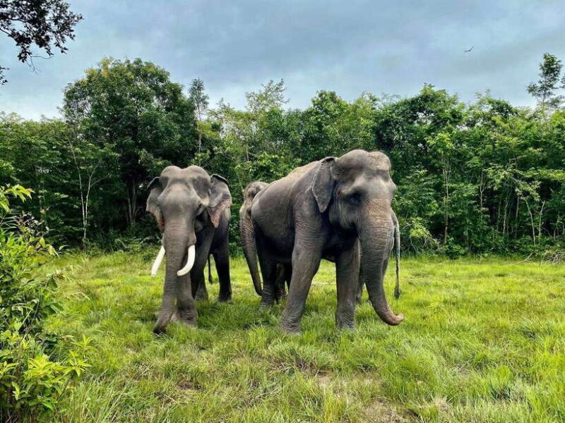 Siem Reap: Kulen Elephant Forest & Tonlesap Lake - Who Should Consider This Tour?